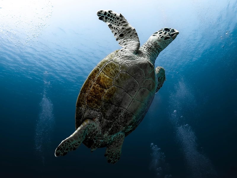 Marine Life