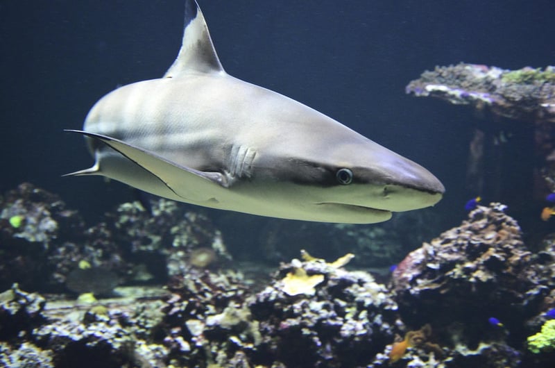 Cage Diving with Sharks